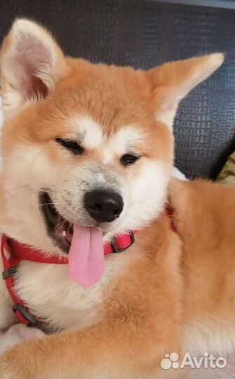 Акита приглашаем на вязку