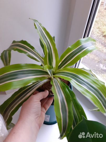 Комнатные цветы