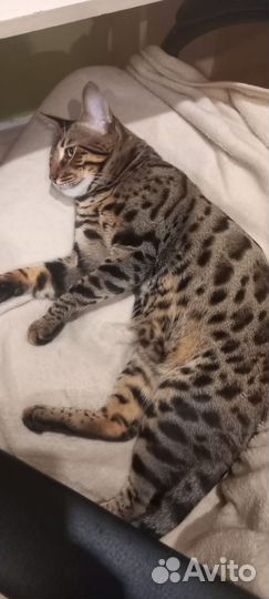 Бенгальский кот вязка