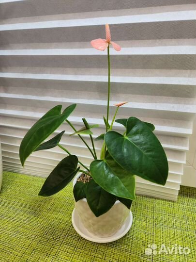 Антуриум карликовые сорта