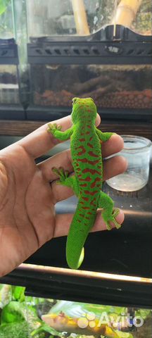 Зелёный геккон объявление продам
