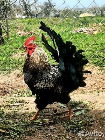 Петухи, утки мускусные