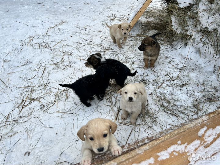 Щенки в добрые руки