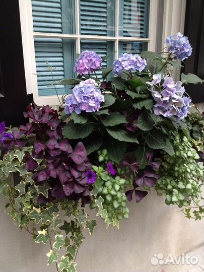 Цветы для балкона/подоконника