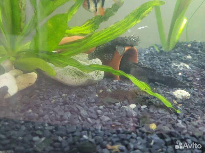 Мальки сомов-анциструсов