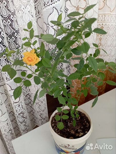 Комнатные растения