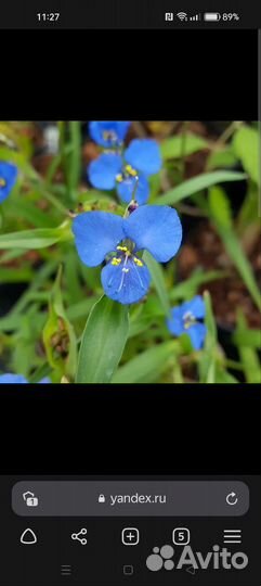 Традесканция с голубыми цветочками