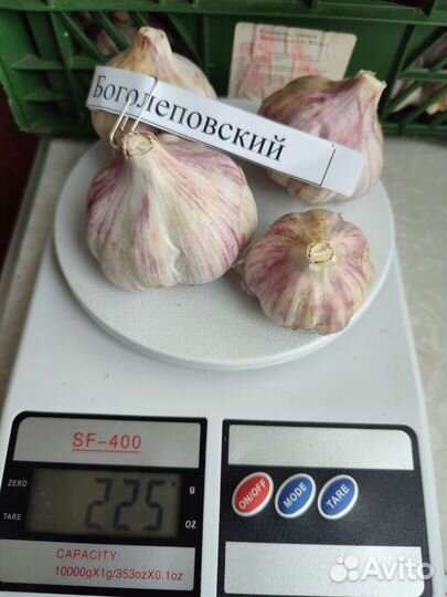 Озимый чеснок на посадку