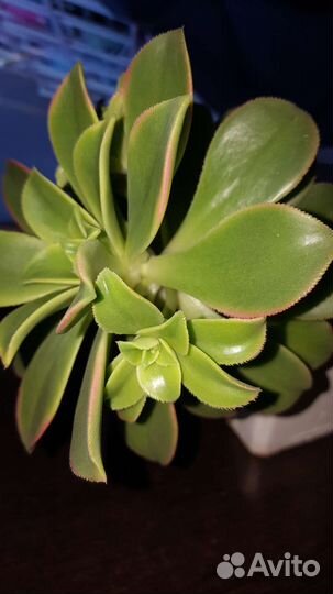 Эониум киви