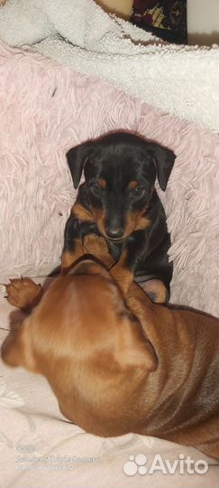 Щенки цвергпинчера