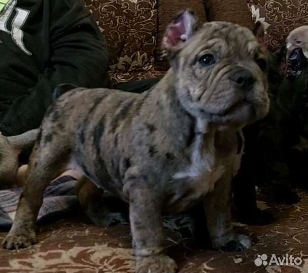 Американский булли покет