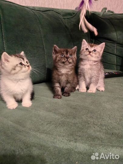 Отдам котят в добрые руки