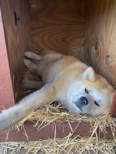 Акита ину для вязки