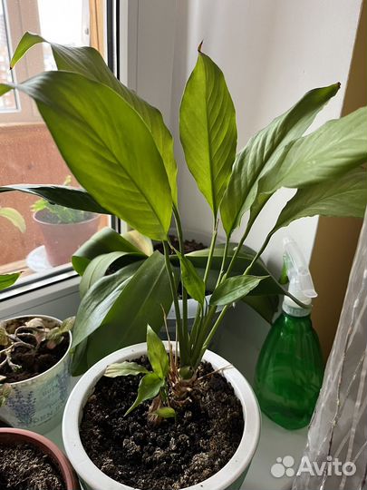 Спатифиллум