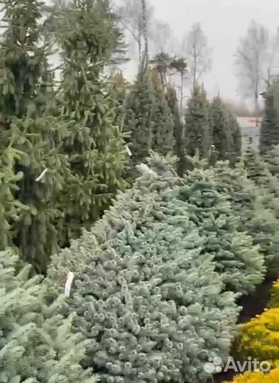 Сосна обыкновенная