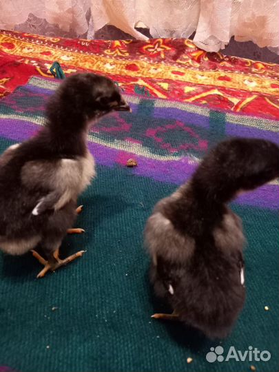 Цыплята джерсийский гигант