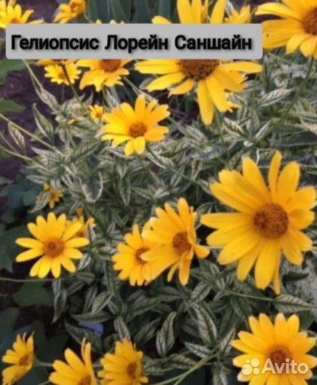 Многолетние растения для сада