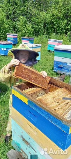 Продаю пасеку