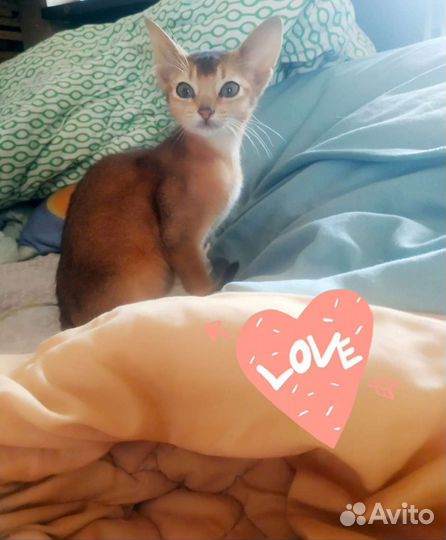Абиссинский кот вязка