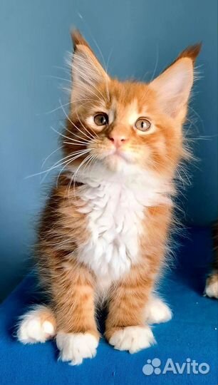 Малыш Мейн-кун