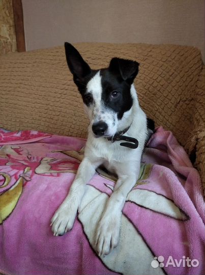 Сдобная Булка к вашему столу