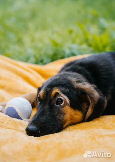 Собака в добрые руки