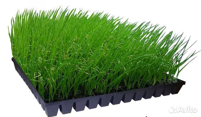 Кассеты для рассады 64/100/144 ячейки