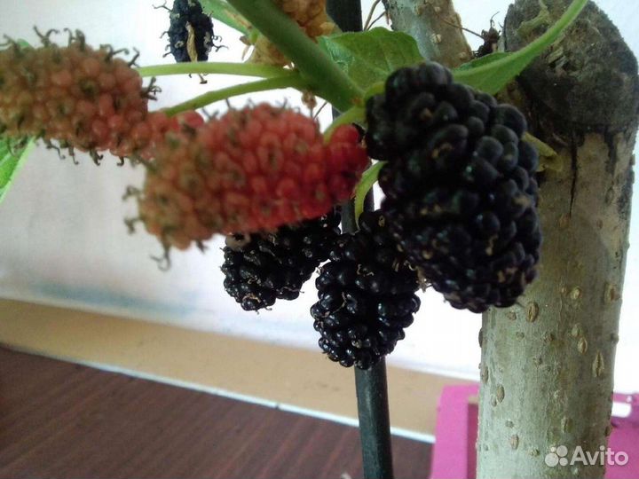 Комнатные Плодовые Растения