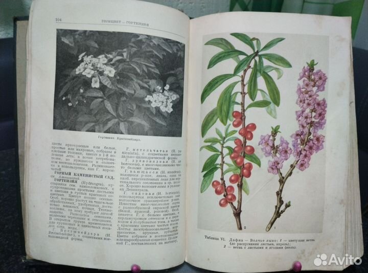 Книга СССР.Декоративное садоводство 1949г