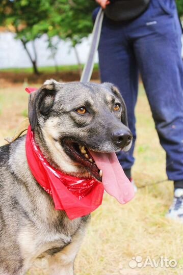 Небольшой пёс из приюта в добрые руки