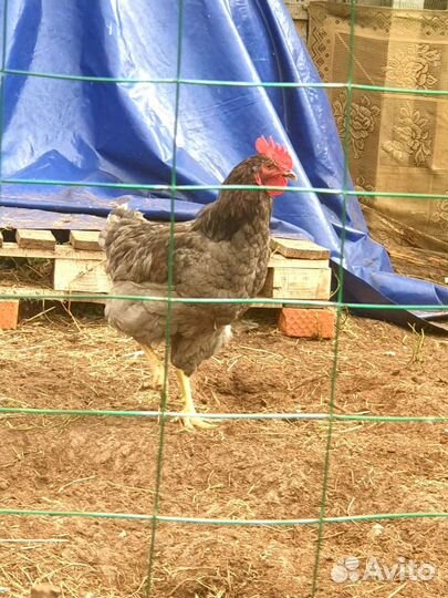 Петухи крупные
