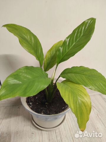 Спатифиллум