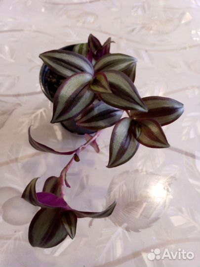 Традесканция Зебрина Сильвер