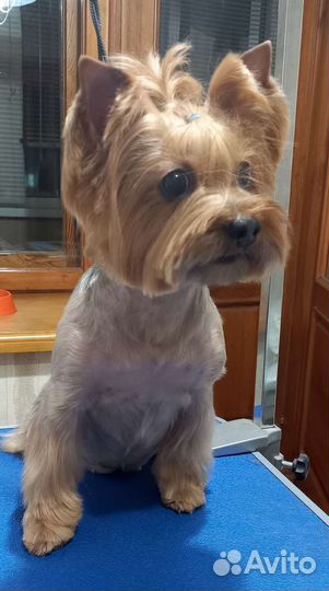 Груминг (стрижка) собак