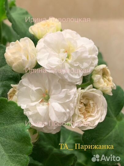 Пеларгонии сортовые