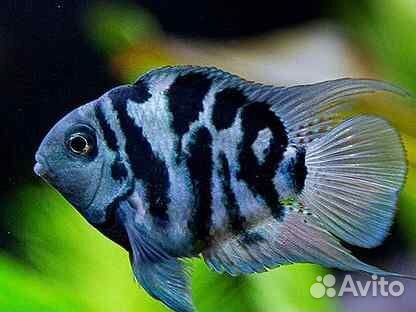 Цыхлиды сапфировый попугай