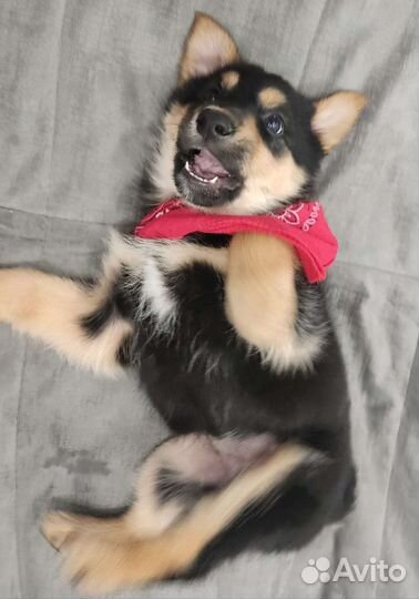 Щеночек-колобочек в добрые руки