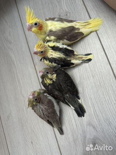 Ручные птенцы кореллы