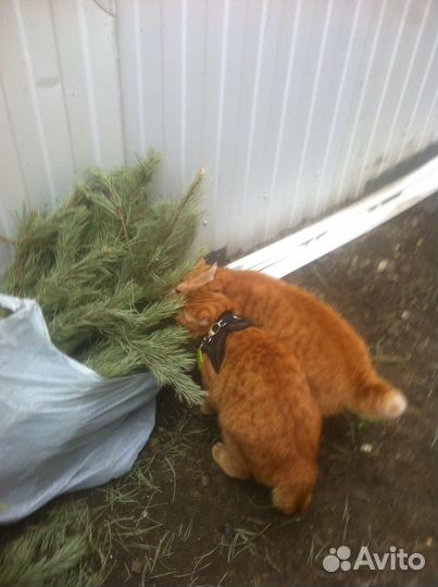 Продам усы кота