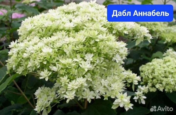 Древовидные гортензии