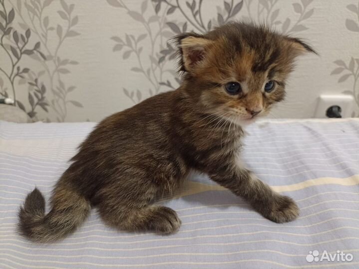 Котята мейн-кун