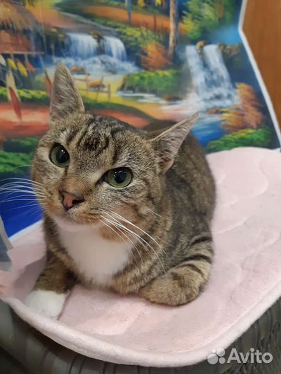 Кошечка в надежные руки