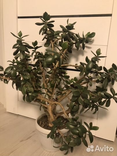 Толстянка большая денежное дерево