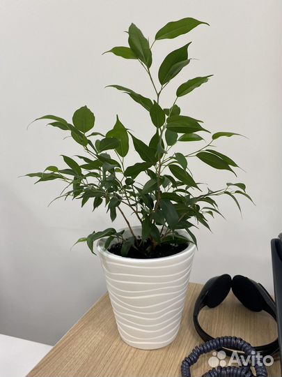 Фикус бенджамина с горшком, отводки фикуса