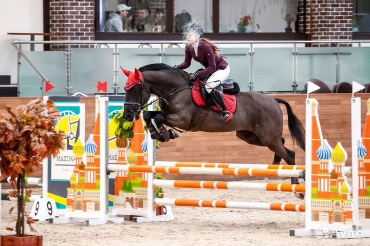 Полукровный мерин 2011гр 166см