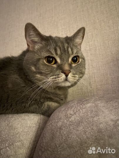 Котик в добрые руки
