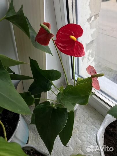 Антуриум взрослый