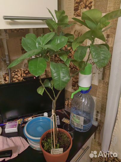 Лимон Аркабалено (радужный) кумкват обавата