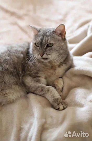 Кошка в добрые руки