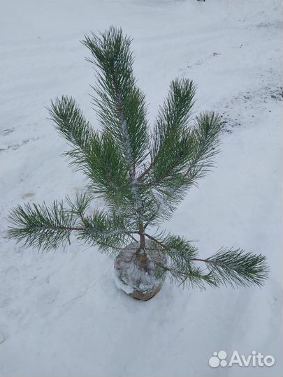 Саженцы хвойных и лиственных растений